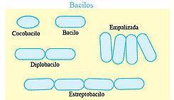 bacilos (del latín baculus, varilla) 1. cocobacilos 2. bacilo 3.