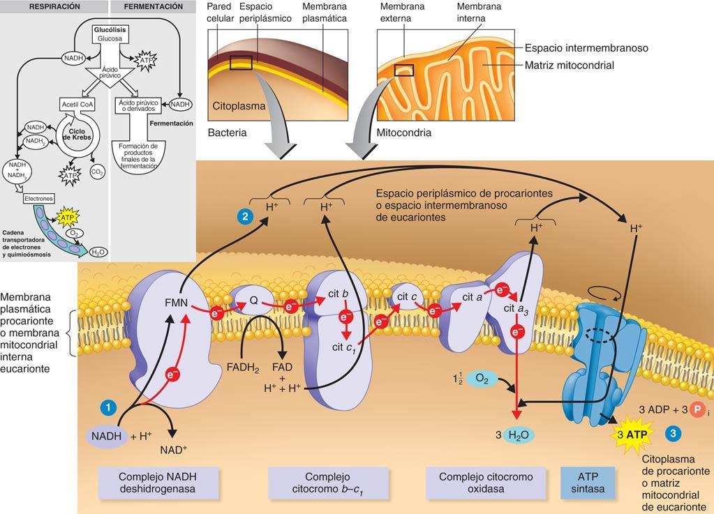 Transporte de electrones y generación quimioosmótica de ATP.