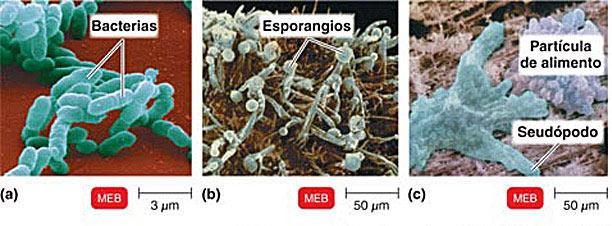 Cuando se libera de los esporangios (estructuras redondas), las esporas que se depositan en una superficie favorable germinan en una red de hifas