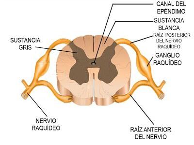 Médula espinal Es una estructura segmentaria: de