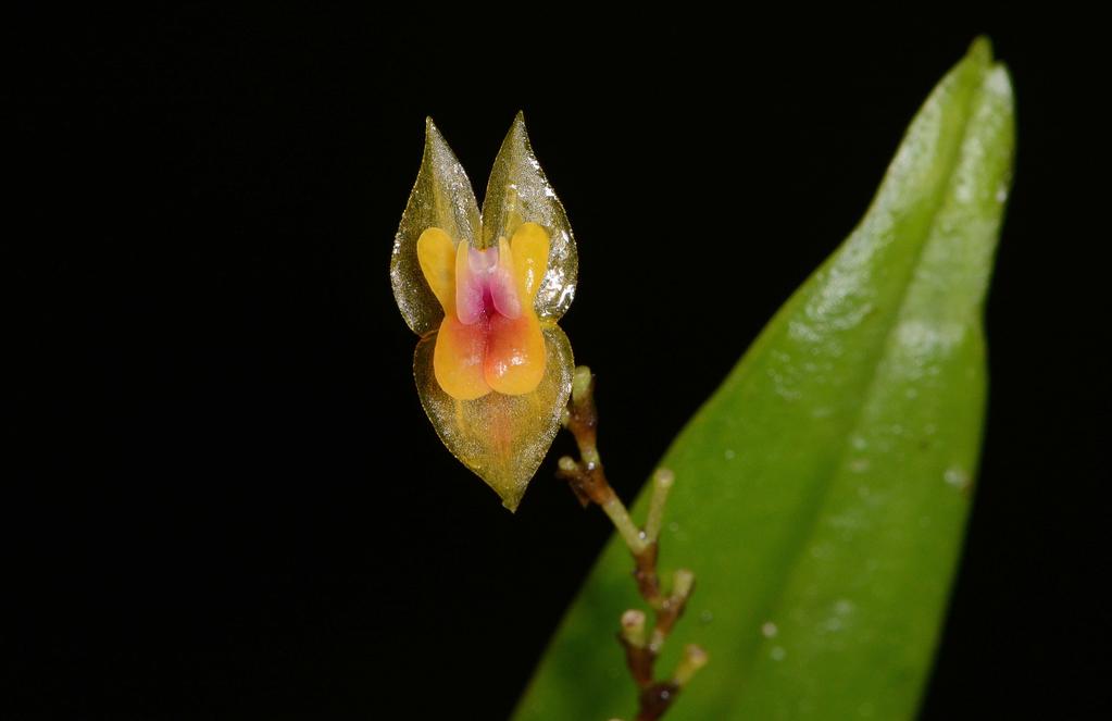 Lepantes herrerae Planta pequeña de hasta 5 cm. Hojas rígidas, coráceas, elípticas y con ápice tridentado.