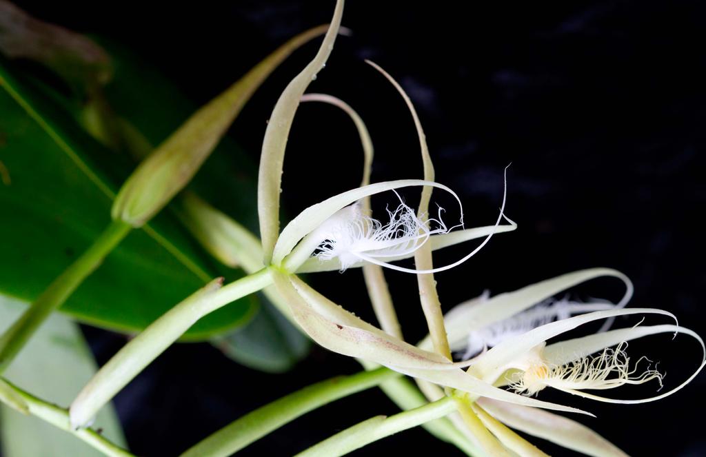 Epidendrum ciliare Planta epífita y litófita de 20 a 60 cmts. Pseudobulbo fusiforme o cilíndrico que surge de un rizoma rastrero y que da orígen a una o dos hojas coriáceas y brillantes.