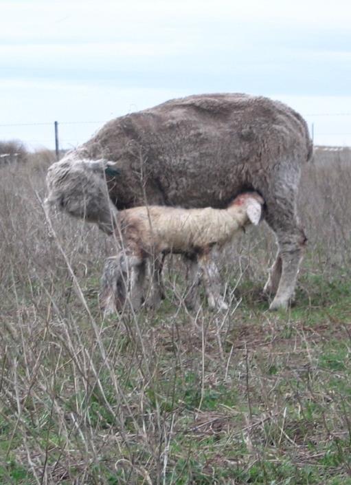 Efectos de de la esquila sobre pre-parto el animal Menor % Mortandad anual (ovejas) Establecimiento / % Mortandad anual POST PARTO