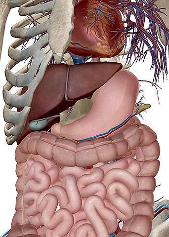 Tema 3.-Anatomía y fisiología del sistema digestivo A.-Anatomía del tubo digestivo B.