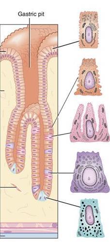 Cripta gástrica ESTRUCTURA INTERNA DE LA MUCOSA GÁSTRICA Células mucosas de la superficie y del cuello: secretan mucus con función protectora
