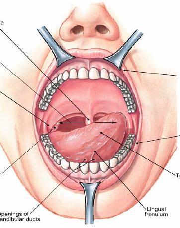 LA BOCA Úvula Istmo de las fauces Paladar duro Estructuras observables en la boca