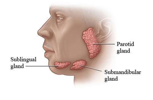 En la boca desembocan tres pares de glándulas salivales: parótidas,