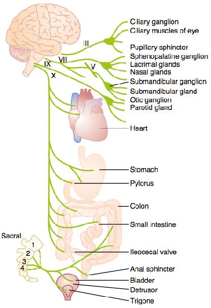Anatomía del sistema nervioso parasimpático Salen del