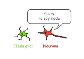 Neuroglias o células de la glía Son las denominadas células de sostén Son 5 a 10 veces más abundantes que