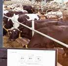 dirigir vacas a ubicaciones especificas en las