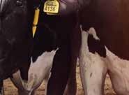 Tanto el SmartTag de Cuello como el de Pata registran una combinación de tres aspectos de comportamiento, dando la evaluación más precisa y completa del estatus de salud de cada vaca.