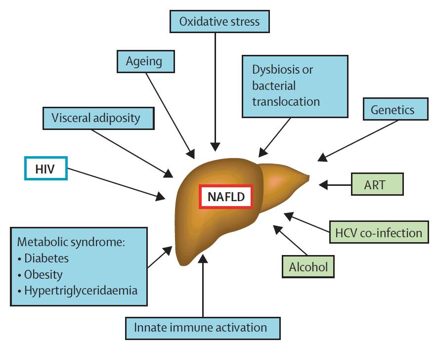 Factores implicados en la aparición de esteatosis hepática en el paciente infectado por VIH Stress oxidativo Adiposidad visceral Envejecimiento Disbiosiso translocación bacteriana Genética VIH TAR
