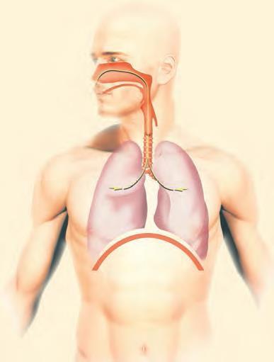 En este proceso participan varios músculos denominados músculos respiratorios. Los más importantes son el diafragma y los músculos intercostales.