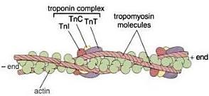 Troponina: complejo formado por 3 subunidades