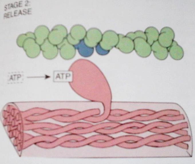 El ATP cambia conformación de Miosina y se separa de actina