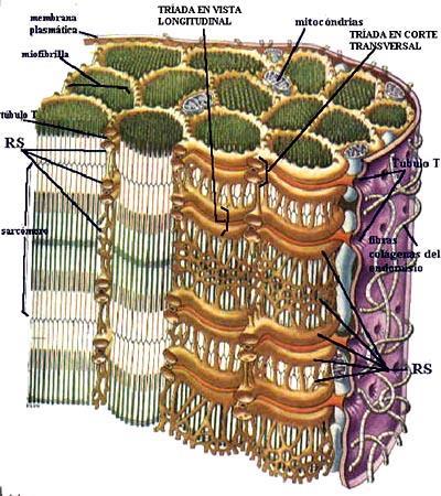 Regulación de la contracción: calcio, retículo sarcoplasmático y túbulo T Una red de retículo sarcoplasmático rodea miofibrillas y constituye un reservorio y regulador de la entrada y salida de Ca 2+