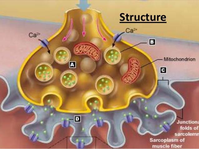 La vaina de mielina que recubre al axón finaliza en la placa