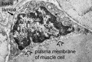 Blaauw y Reggiani. 2014. The role of satellite cells in muscle hypertrophy. J Muscle Res Cell Motil 35:3 10. CELULAS SATELITE Similar a núcleo de la fibra muscular estriada.