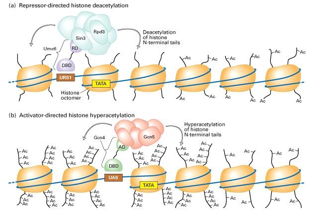 Repressors and activators can direct histone deacetylation and
