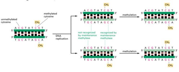 Regulación epigenética - Herencia epigenética: alteraciones heredables que no afectan a la secuencia de nucleótidos del DNA Metilación - La metilación de adenina en bacterias controla la