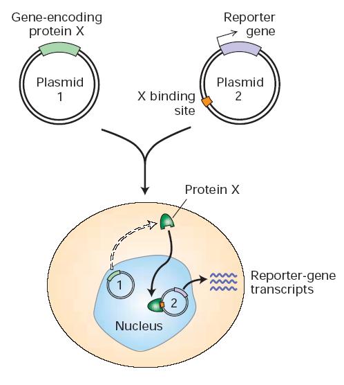 EXPERIMENTAL FIGURE 11-16 In vivo transfection assay measures transcription activity to evaluate proteins believed to be transcription factors. The assay system requires two plasmids.
