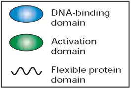 These transcription factors may contain more than one activation domain (AD) but rarely contain