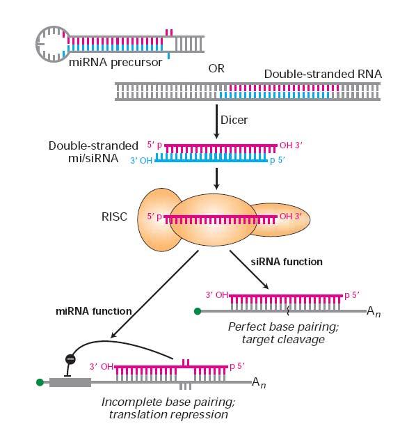 Interferencia - silenciamiento RNAi (RNA interferente): procesos en los que la expresión génica es regulada por dsrnas