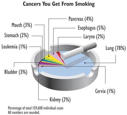 Tipos de cáncer relacionados al fumar EEUU Páncreas: 4% Boca: 3% Esófago: 5%