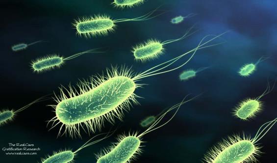 BACTERIAS Son microbios unicelulares, de muy pequeños tamaños (alrededor de 5 milésimas de milímetro).
