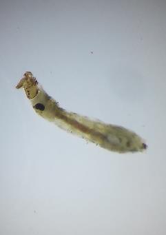 No. 1 28-feb-18 Orden: Díptera. Familia: Simuliidae (larva) Conocidos también como moscas negras, son de pequeños tamaño (2 a 5mm) de color oscuro.
