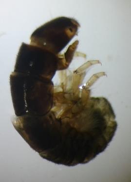 No. 3 26-feb-18 Orden: Trichoptera Familia: Hydropsychidae Esta familia se caracteriza por no formar verdaderos estuches o refugios móviles, aunque las larvas pueden estar más o menos envueltas de