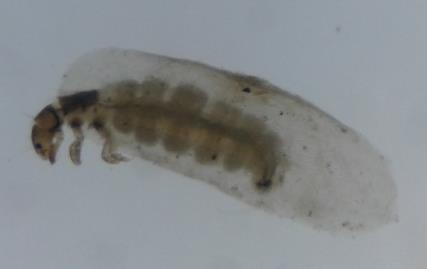 4 1-mar-18 Orden: Trichoptera Familia: Hydroptilidae Larvas que se caracterizan por su pequeño tamaño, por lo que han sido denominadas microcaddisflies y por presentar un tipo de desarrollo llamado
