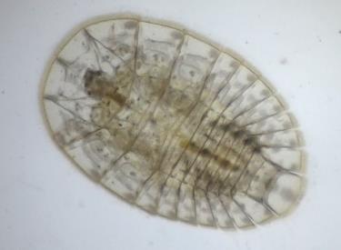 No. 5 28-feb-18 Orden: Coleoptera Familia: Psephenidae: Las larvas son exclusivamente acuáticas desarrollándose sobre rocas, troncos, hojas y ramas en ríos y arroyos de agua clara, asi como en