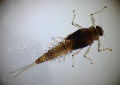 No. 9 26-feb-18 Ephemeroptera. Conocidos comúnmente como efímeras. Son insectos relativamente primitivos.