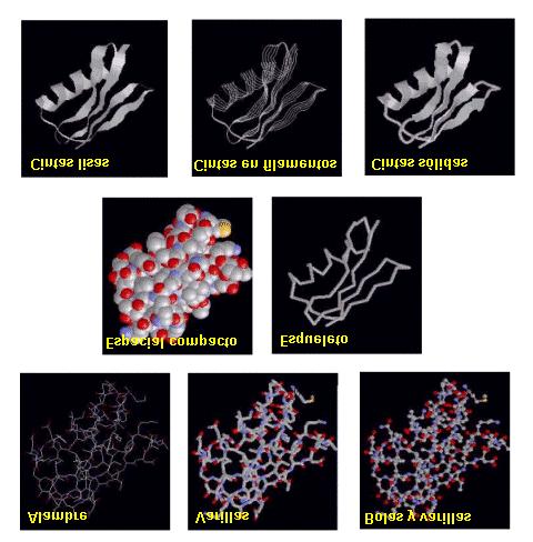 Los modelos moleculares que vas a ver en PROTEÍNAS EN 3D no son simples imágenes estáticas, son modelos virtuales activos, puedes interaccionar con ellos: mediante el teclado y el ratón, se pueden