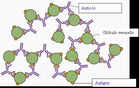 2. 2b) Hi té lloc l hemoaglutinació o aglutinació simplement-, que es dóna pel reconeixement i unió dels antigens B per part dels anticossos anti-b.