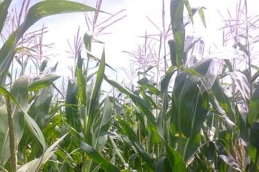 El estado del cultivo de maíz de primera es calificado como de bueno a muy Fenológicamente se encuentra entre VT (Panojado) y R1 (Aparición de estigmas).