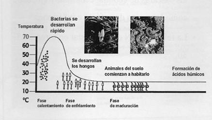 PROCESO DE FORMACIÓN DEL COMPOST Gráfica 1. Evolución de la temperatura y la biodiversidad en el proceso de compostaje Fase I.