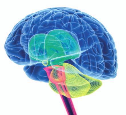 La neurociencia dice que tenemos 3 cerebros Cortex (razón) Función: consciente Lógica, analítica, necesidades.