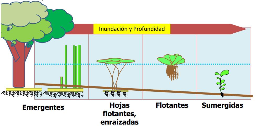 1. Importancia del bosque de ribera EXPOSICIÓN AL FLUJO DEL AGUA (CORRIENTE) 1) GRADIENTE DE HUMEDAD 2) EFECTO DE LAS