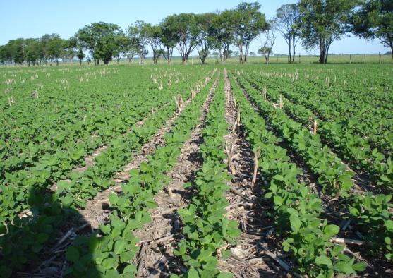 Fotografía 1. Cultivo de soja de alta producción. Izquierda: cultivo a en el estado de V4. Derecha: J. Lagos en el cultivo en el estado de R5.