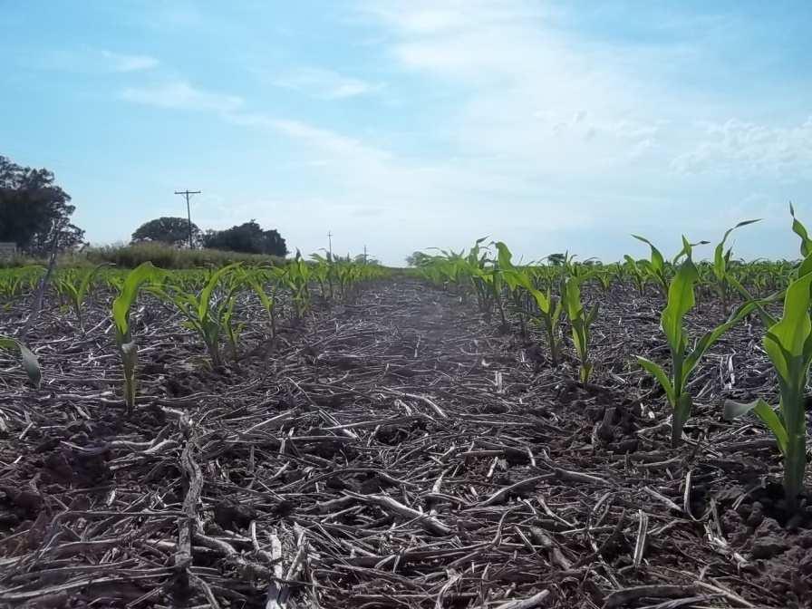 Los maíces de segunda, tras las precipitaciones registradas en la semana, se encuentran con muy buen desarrollo y en estado fenológicos Ve (emergencia), V1 (1º hoja desarrollada), V2 (2º hoja