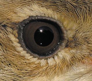 ISSN 2386-9097 Informe anual sobre los resultados más destacados del Programa EMAN (Estaciones para la Monitorización de Aves Nidificantes) CONTENIDOS Introducción Estaciones EMAN Resumen de especies
