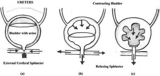 FISIOLOGÍA DE LA MICCIÓN La micción y la continencia resultan de la perfecta función y coordinación de la vejiga y de la uretra, diferenciándose dos etapas en la dinámica miccional: a) Fase de