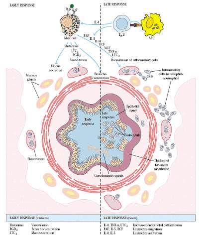 ÁCARO Antígenos de la saliva o partes de la boca del parásito IgE DEGRANULACIÓN DEL MASTOCITO LIBERACION DE MEDIADORES Activación de mastocitos por heces y huevos histamina serotonina prostaglandinas