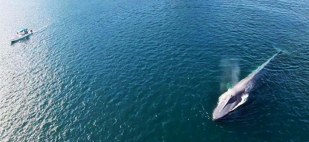 En el caso de la ballena azul, la forma de aplicar el método de observación pasiva consiste en inicialmente localizar a la ballena, para posteriormente ir acercándose poco a poco a baja velocidad y