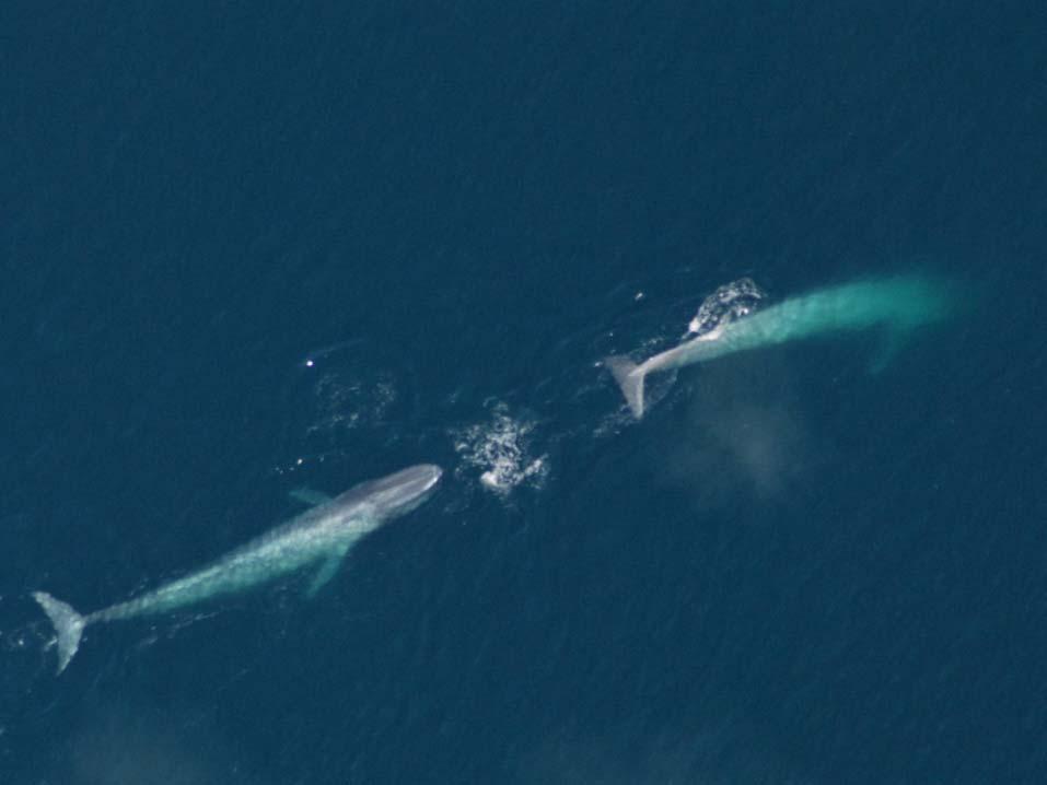 Se puede establecer que una ballena azul esta navegando cuando se esta moviendo constantemente en una dirección, sin detenerse.