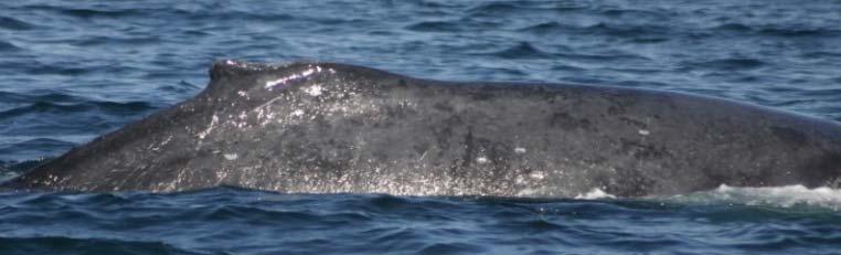 Las ballenas de Bryde y de Sei que visitan el Golfo de California son migratorias, la información sobre que otras áreas visitan es escasa.