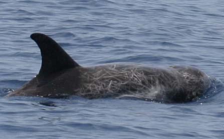 Delfín de Risso (Grampus griseus) En el Golfo de California esta especie