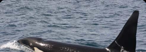 Se sabe poco sobre la población de orcas que entras y salen del Golfo de California
